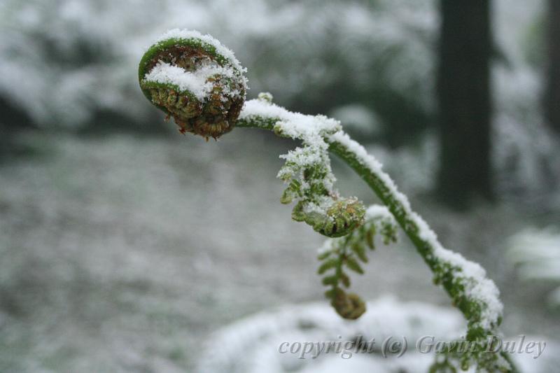 Tree fern crozier, snow, Sassafras IMG_7639.JPG